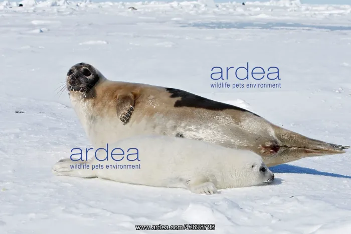 : Harp Seal - female & baby : Harp Seal - female & baby