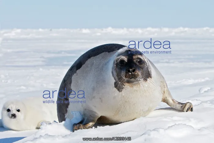 : Harp Seal - female & baby : Harp Seal - female & baby