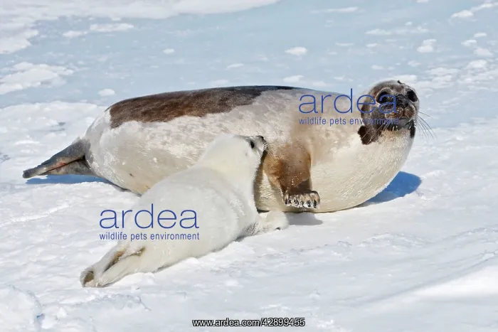 : Harp Seal - female & baby : Harp Seal - female & baby