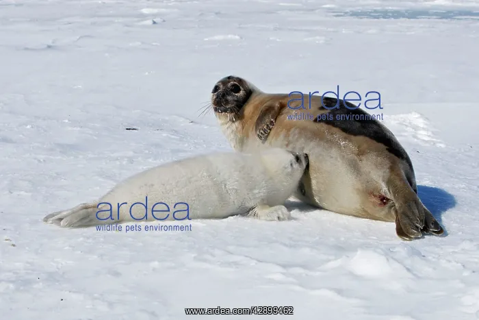 : Harp Seal - female & baby : Harp Seal - female & baby