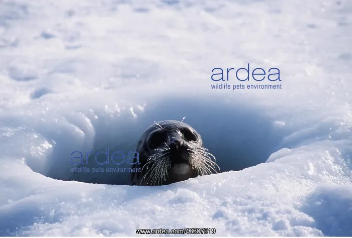 : Harp SEAL - head peering out of breathing hole : Harp SEAL - head peering out of breathing hole