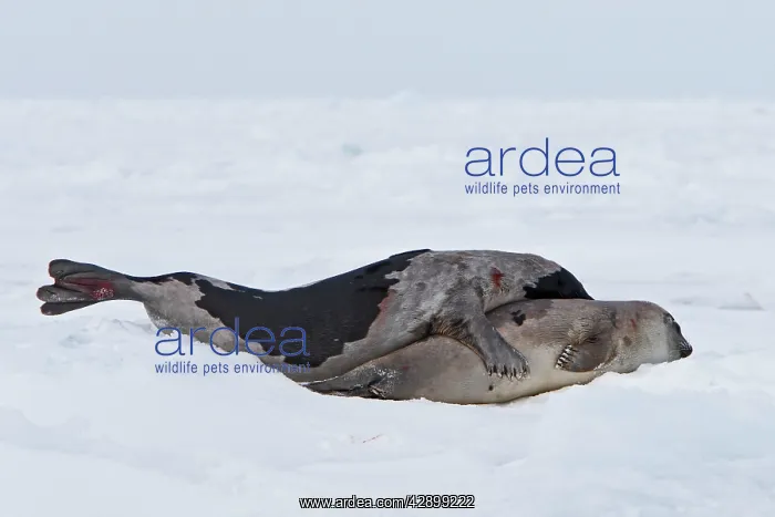 : Harp Seal - male & female mating : Harp Seal - male & female mating