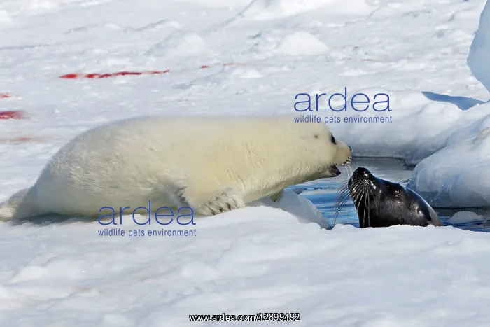 : Harp Seal - mother & baby : Harp Seal - mother & baby