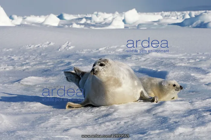 : Harp Seal - mother & baby : Harp Seal - mother & baby