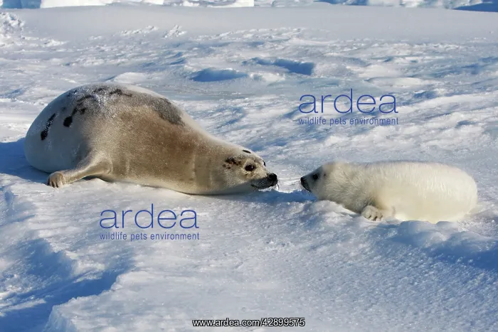 : Harp Seal - mother & baby : Harp Seal - mother & baby