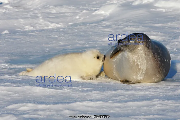 : Harp Seal - mother & baby : Harp Seal - mother & baby