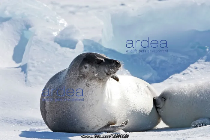 : Harp Seal - mother & baby : Harp Seal - mother & baby