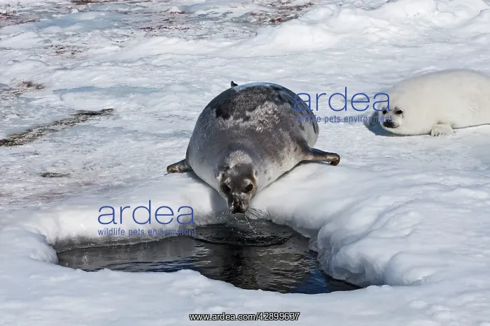 : Harp Seal - mother & baby : Harp Seal - mother & baby