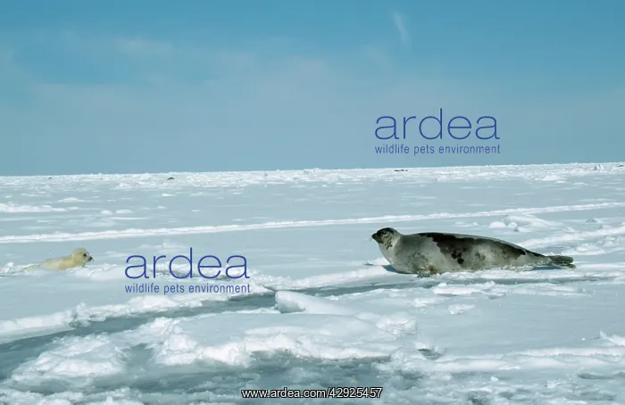 : Harp SEAL - mother and cub, in snow : Harp SEAL - mother and cub, in snow
