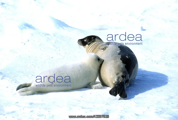 : HARP SEAL - nursing pup : HARP SEAL - nursing pup
