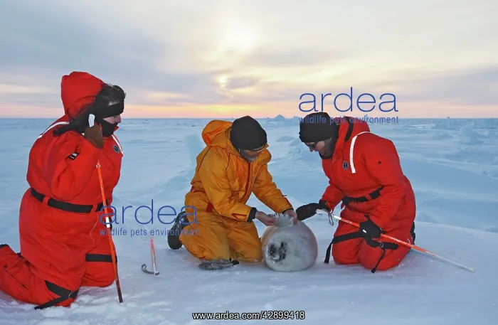  : Harp Seal - Observation of harp seals