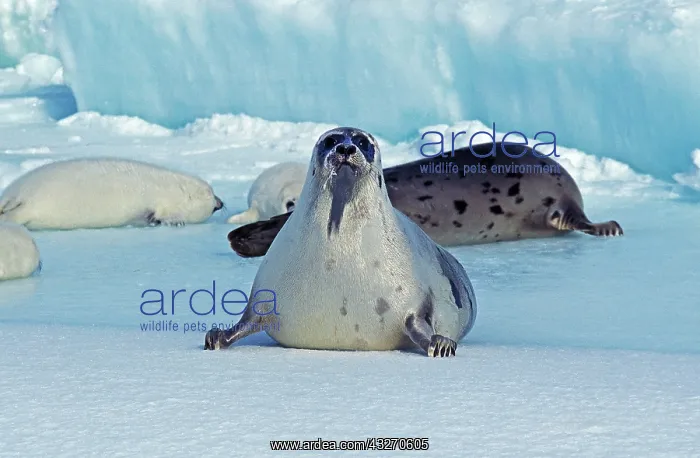: Harp Seal (pagophilus groenlandicus), Mother and : Harp Seal (pagophilus groenlandicus), Mother and