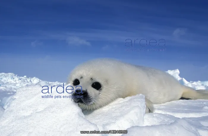 : Harp Seal (pagophilus groenlandicus), Pup standing : Harp Seal (pagophilus groenlandicus), Pup standing