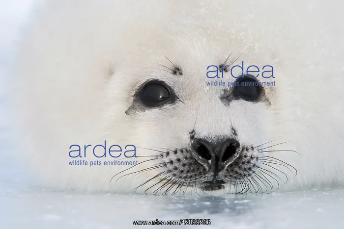 : Harp Seal - pup : Harp Seal - pup