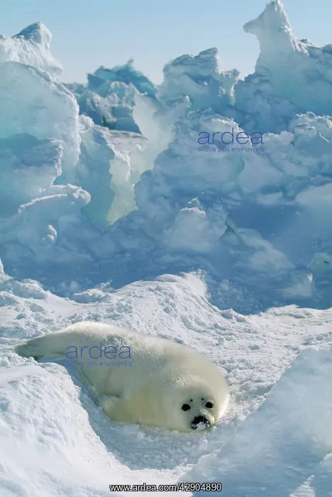 : Harp Seal - pup : Harp Seal - pup