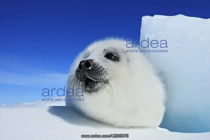 : Harp Seal - pup : Harp Seal - pup
