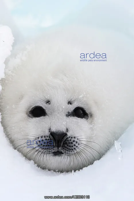 : Harp Seal - pup : Harp Seal - pup