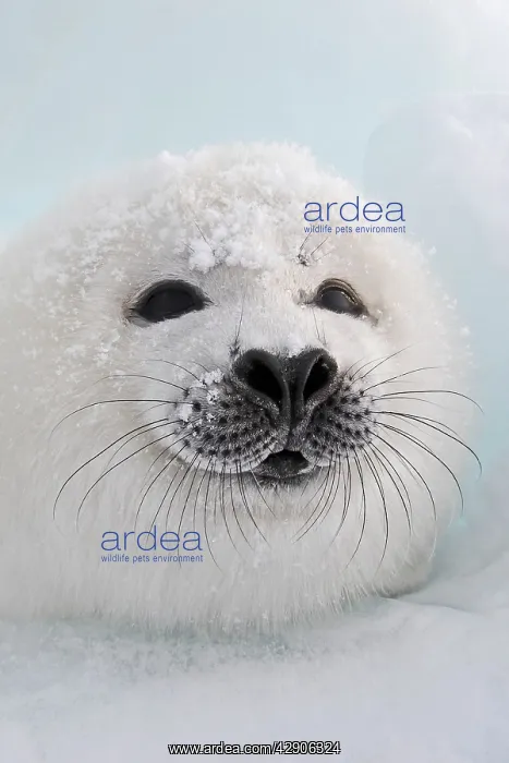: Harp Seal - pup : Harp Seal - pup