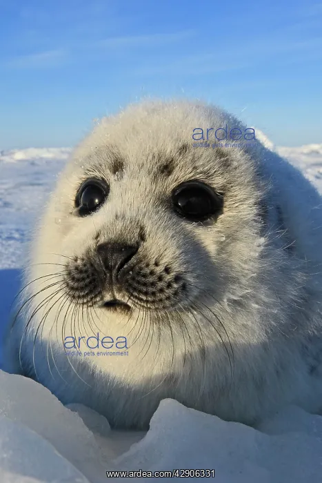 : Harp Seal - pup : Harp Seal - pup