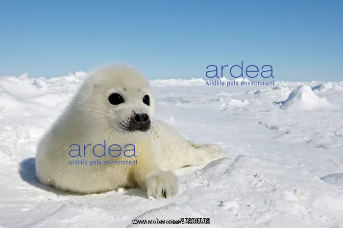 : Harp Seal - pup : Harp Seal - pup
