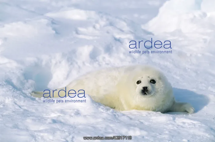 : HARP SEAL - PUP : HARP SEAL - PUP