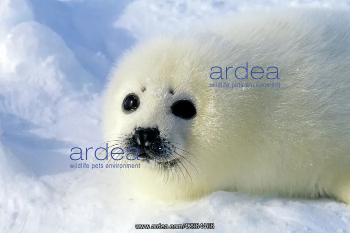 : Harp Seal pup : Harp Seal pup