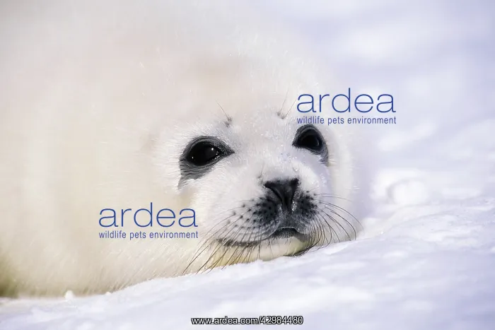 : Harp Seal pup : Harp Seal pup