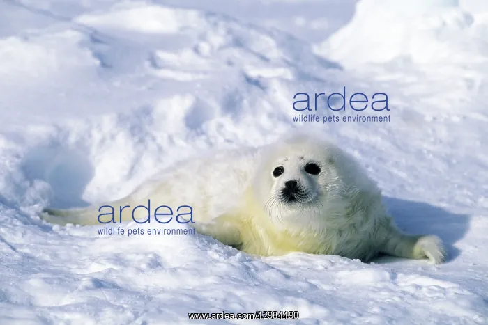 : Harp Seal - pup : Harp Seal - pup