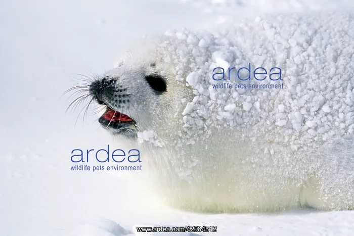: Harp Seal - pup : Harp Seal - pup