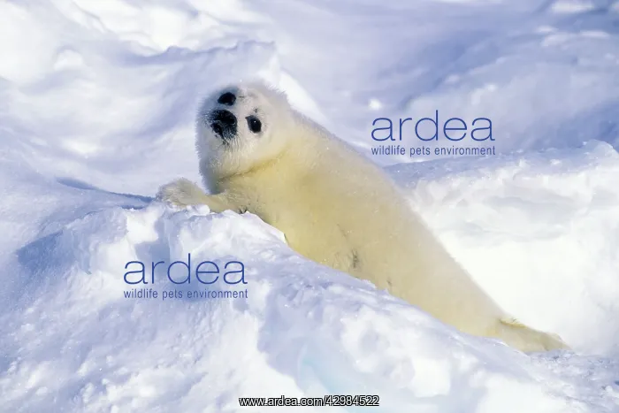 : Harp Seal - pup : Harp Seal - pup