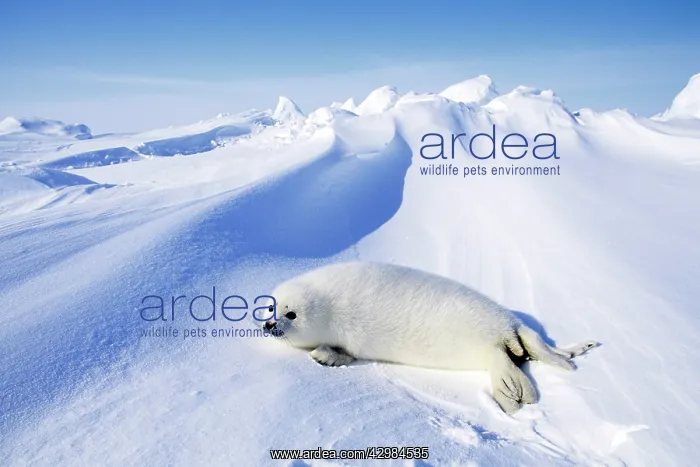 : Harp Seal - pup : Harp Seal - pup