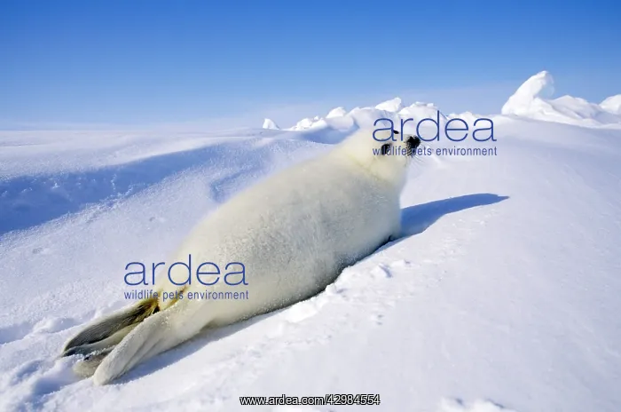 : Harp Seal - pup : Harp Seal - pup