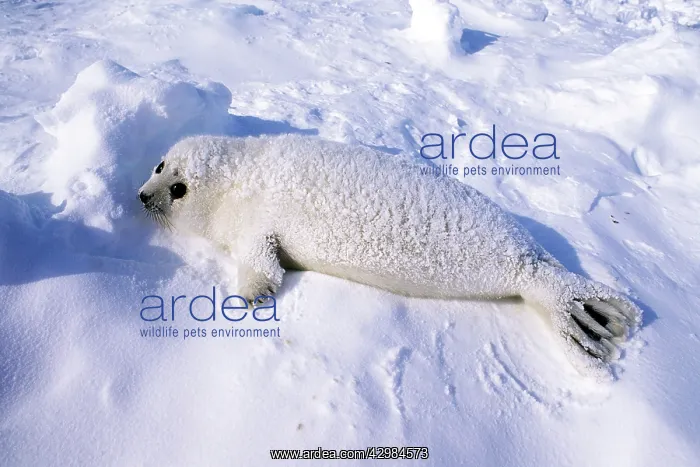 : Harp Seal - pup : Harp Seal - pup