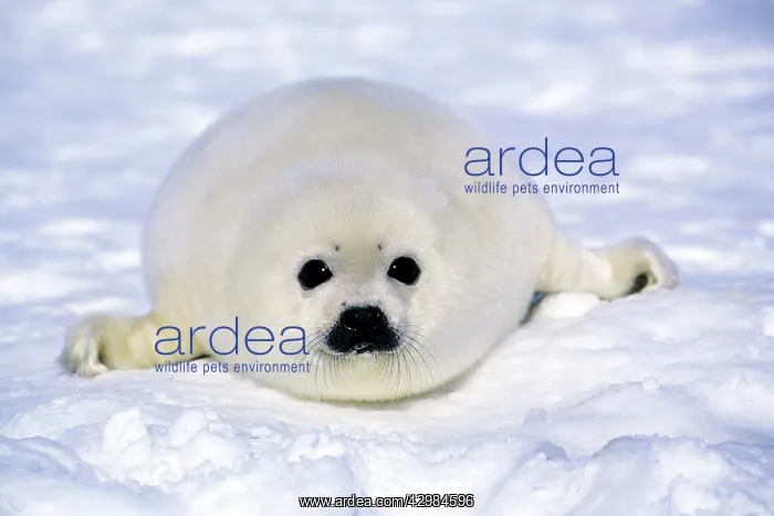 : Harp Seal - pup : Harp Seal - pup