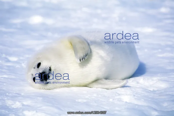 : Harp Seal - pup : Harp Seal - pup