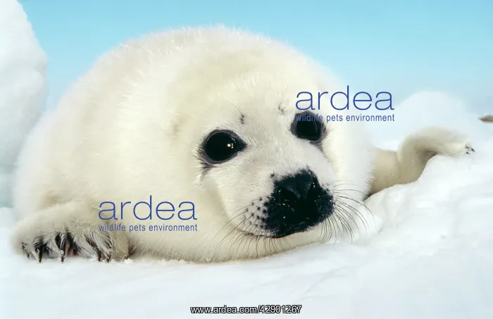 : HARP SEAL pup - close up of appealing face : HARP SEAL pup - close up of appealing face