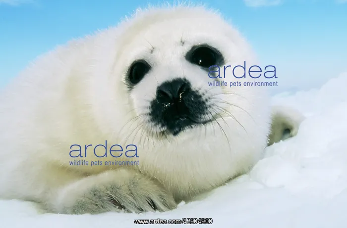 : HARP SEAL PUP - close-up of head : HARP SEAL PUP - close-up of head