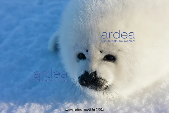 : Harp seal pup, close up, Iles de la Madeleine : Harp seal pup, close up, Iles de la Madeleine