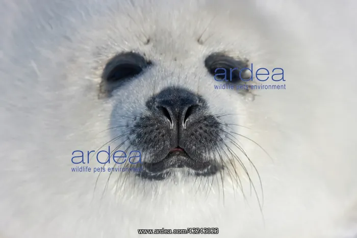 : Harp seal pup, close up, Iles de la Madeleine : Harp seal pup, close up, Iles de la Madeleine