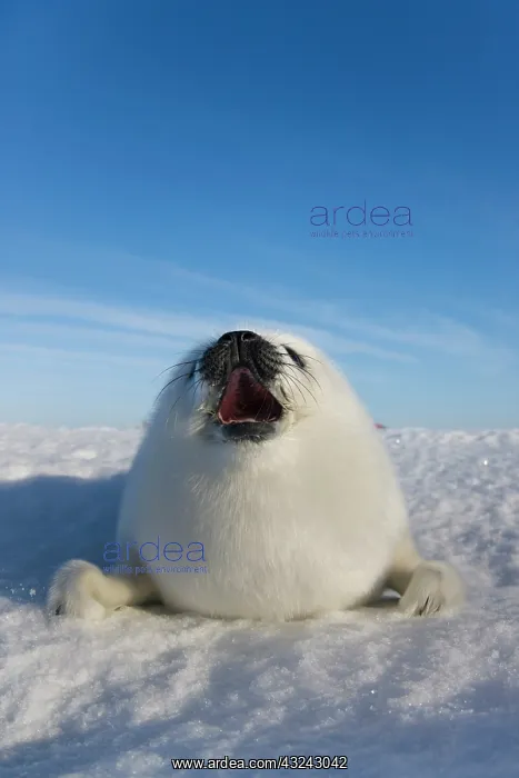 : Harp seal pup, close up, Iles de la Madeleine : Harp seal pup, close up, Iles de la Madeleine