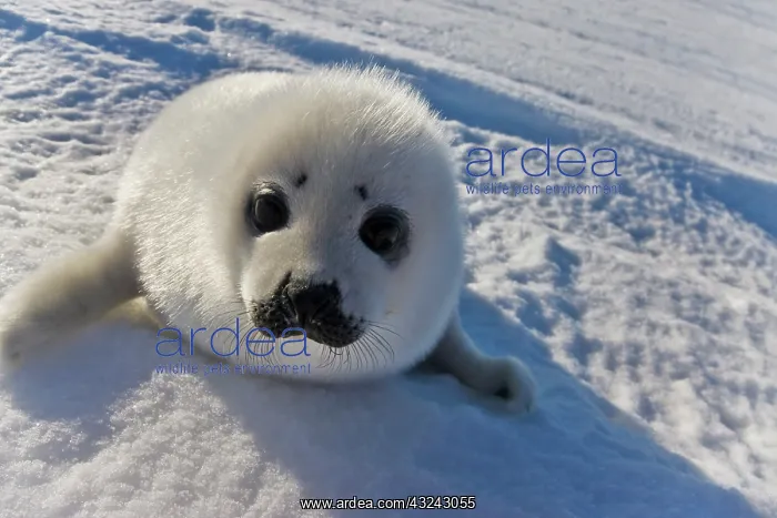 : Harp seal pup, close up, Iles de la Madeleine : Harp seal pup, close up, Iles de la Madeleine