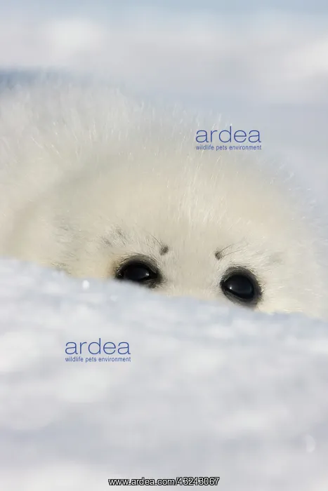 : Harp seal pup, close up, Iles de la Madeleine : Harp seal pup, close up, Iles de la Madeleine