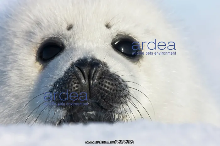 : Harp seal pup, close up, Iles de la Madeleine : Harp seal pup, close up, Iles de la Madeleine