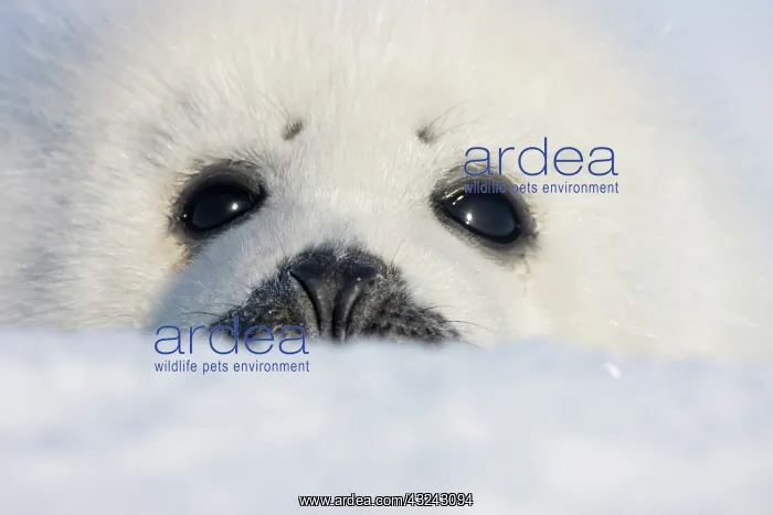 : Harp seal pup, close up, Iles de la Madeleine : Harp seal pup, close up, Iles de la Madeleine