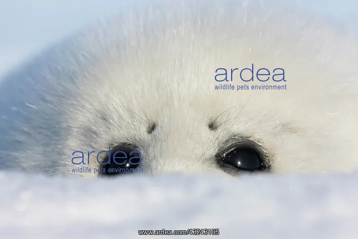 : Harp seal pup, close up, Iles de la Madeleine : Harp seal pup, close up, Iles de la Madeleine
