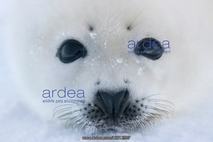: Harp seal pup on ice, Iles de la Madeleine : Harp seal pup on ice, Iles de la Madeleine