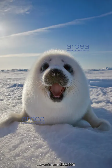 : Harp seal pup on ice, Iles de la Madeleine : Harp seal pup on ice, Iles de la Madeleine
