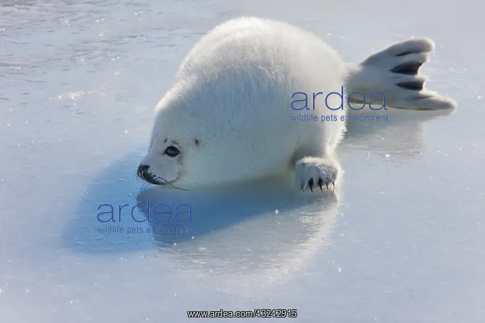 : Harp seal pup on ice, Iles de la Madeleine : Harp seal pup on ice, Iles de la Madeleine