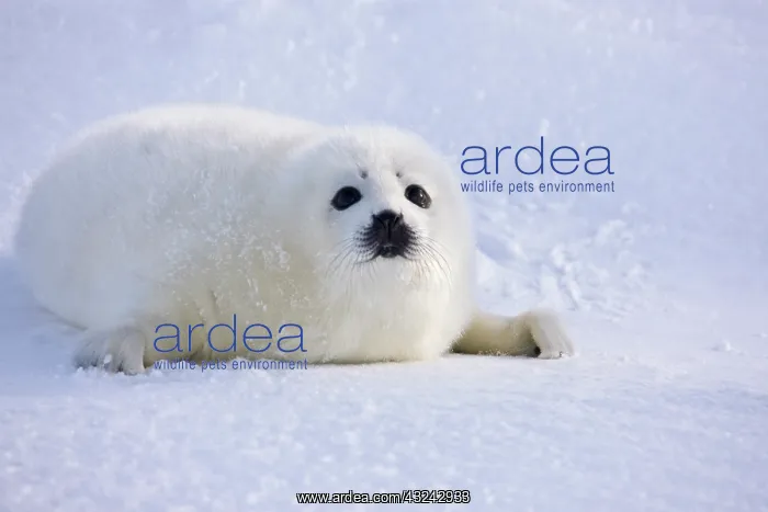 : Harp seal pup on ice, Iles de la Madeleine : Harp seal pup on ice, Iles de la Madeleine