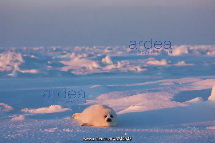 : Harp seal pup on ice, Iles de la Madeleine : Harp seal pup on ice, Iles de la Madeleine